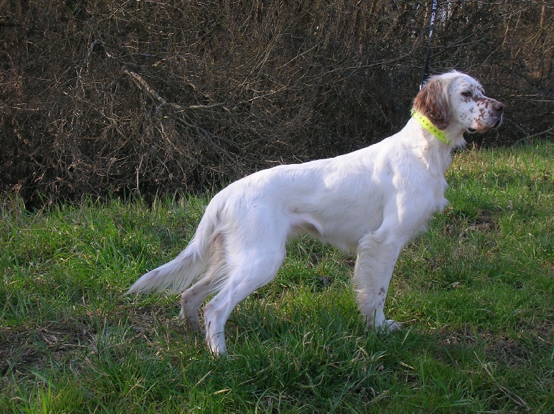 Baila de L'Echo de la Forêt