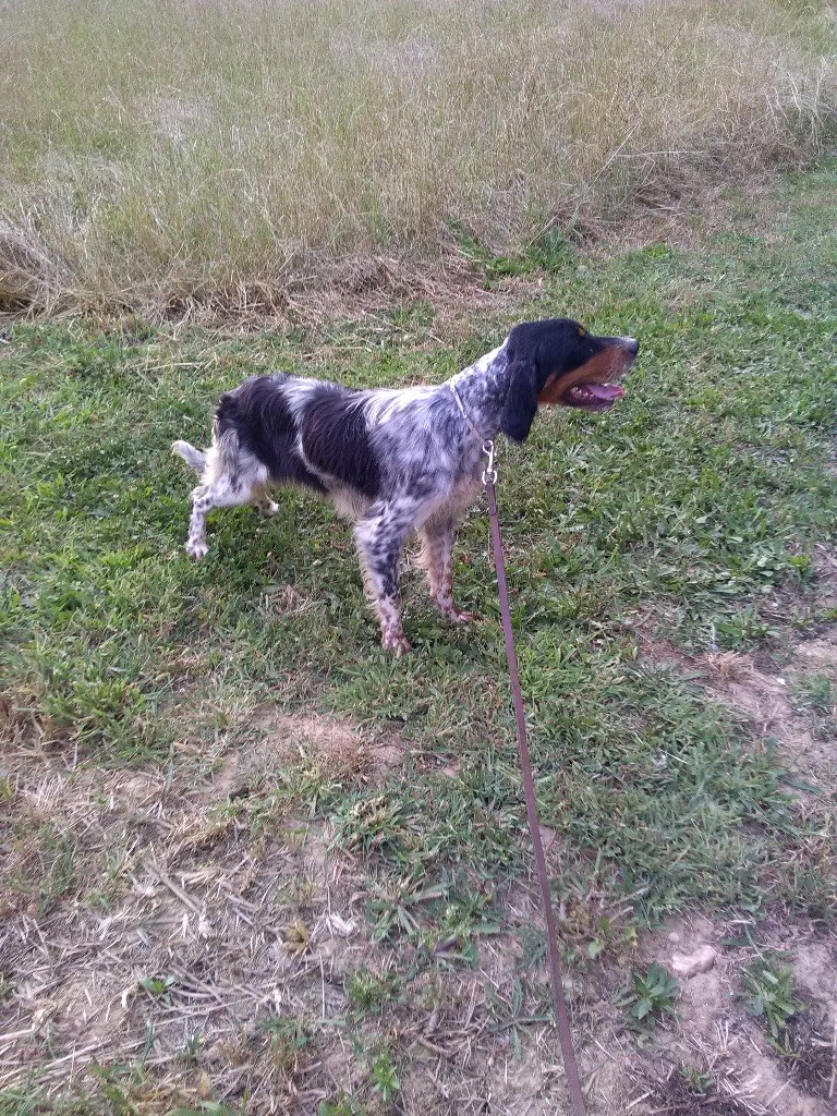 Noisette de l'Echo du Lisos