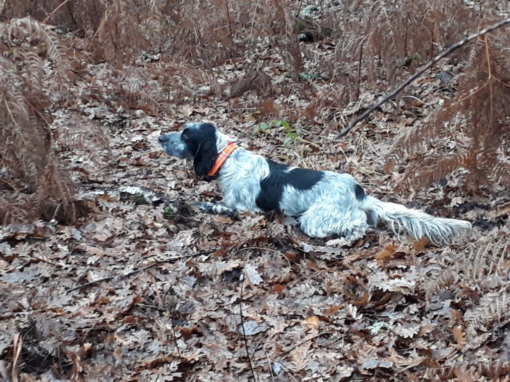 TR. Onyx de l'Echo du Lisos