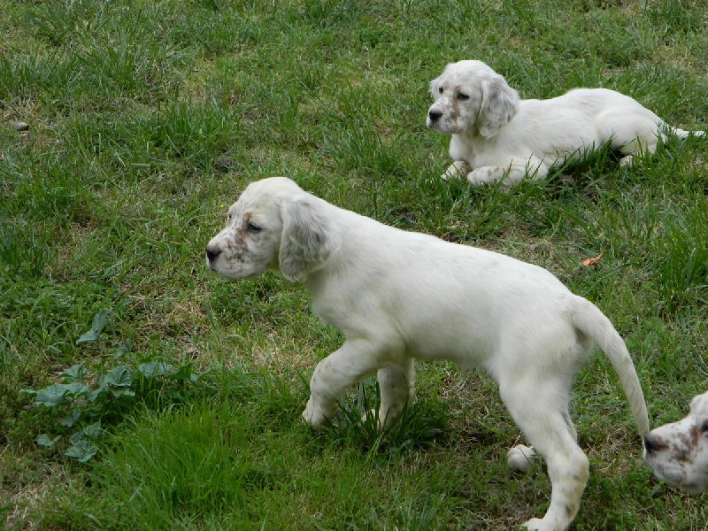 chiots Baila X kiko