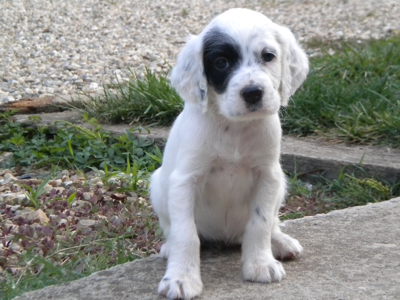 chiots Dizzy X Volf