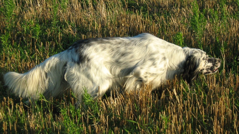 chiens