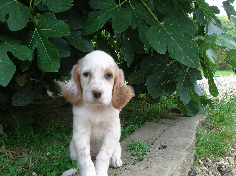 chiots baila X raul